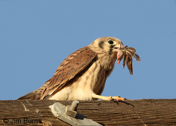 American Kestrel juvenile with House Sparrow wing