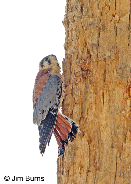 American Kestrel male channeling woodpecker
