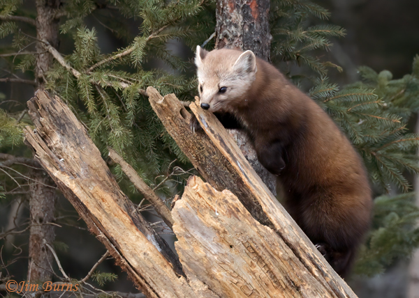 American Pine Marten prowling for food--6789