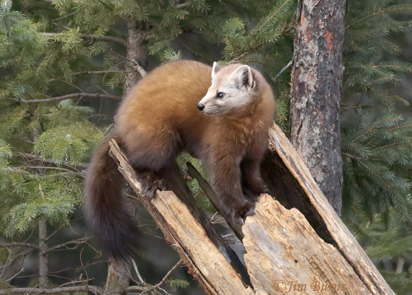 American Pine Marten checking its backtrail--6807