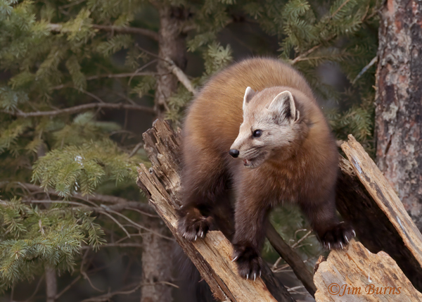 American Pine Marten prowling for food #2--6836