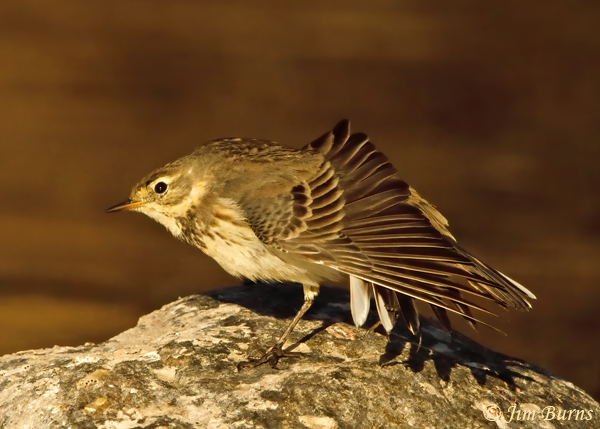 American Pipit stretching sequence #4--1929