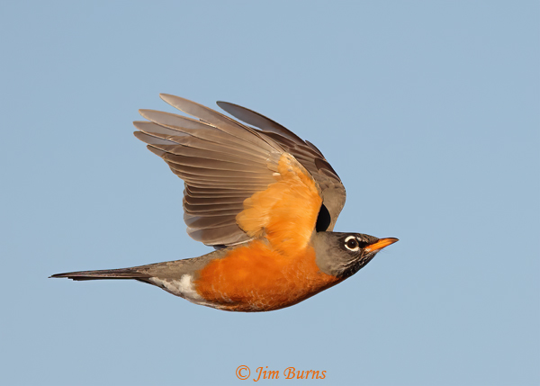 American Robin male in flight ventral wing--4016
