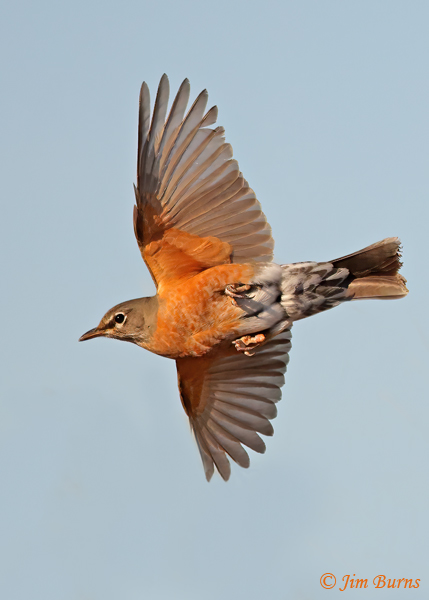American Robin female in flight ventral wing--4036