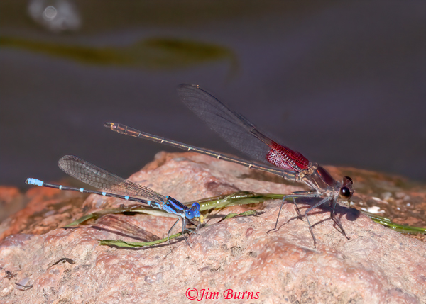 American Rubyspot male (top right) with Blue-ringed Dancer, Maricopa Co., AZ, September 2023--4603