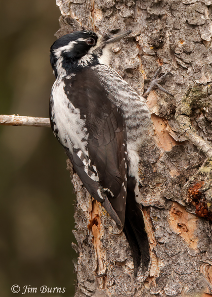 American Three-toed Woodpecker female dorsalis (Rocky Mountain) race showing almost entirely white back--2557