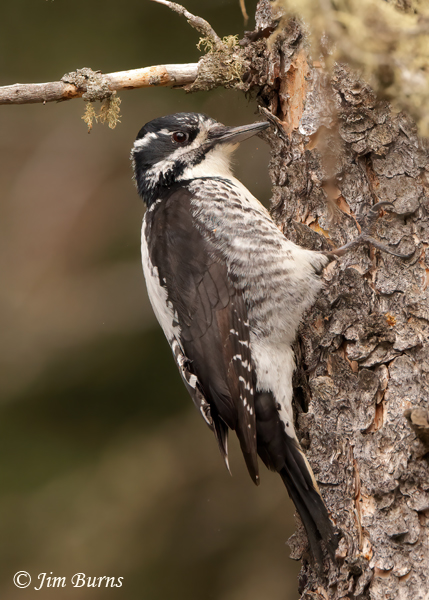 American Three-toed Woodpecker female at work flaking bark for hidden insects--2591