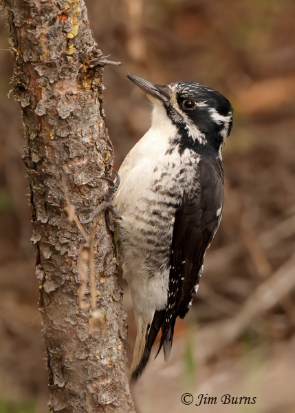 American Three-toed Woodpecker female ventral view--2643