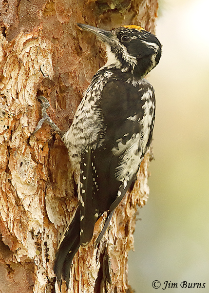American Three-toed Woodpecker male close-up--5418