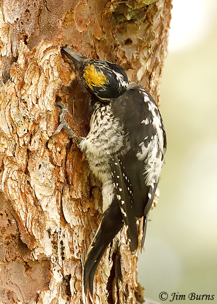 American Three-toed Woodpecker male crown patch--5431