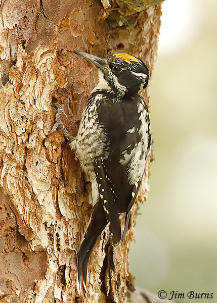 American Three-toed Woodpecker male #2--5434