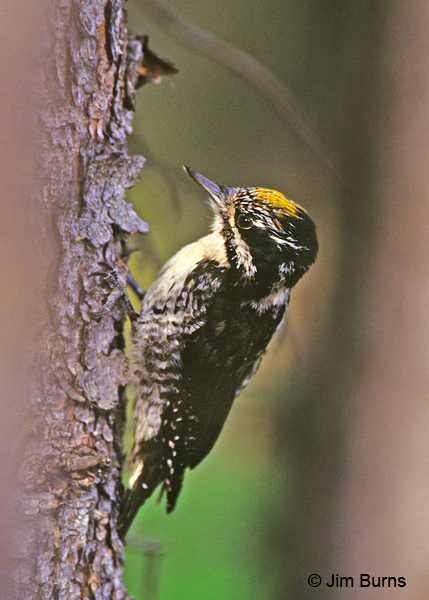 American Three-toed Woodpecker male fasciatus (Pacific Northwest) race