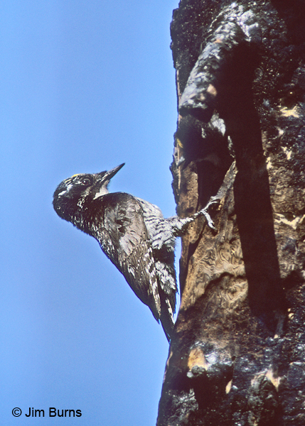 American Three-toed Woodpecker male bacatus (Eastern) race