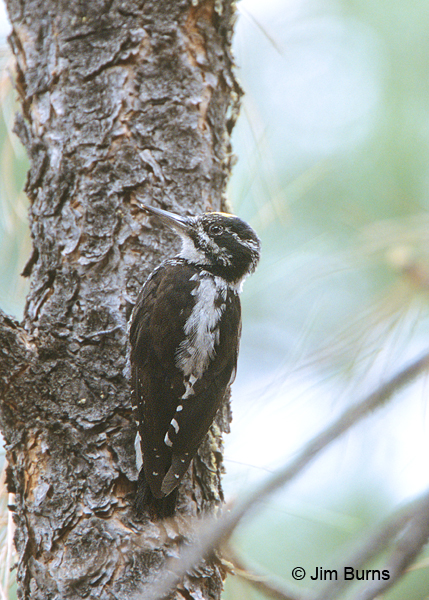 American Three-toed Woodpecker male dorsalis race showing almost entirely white back