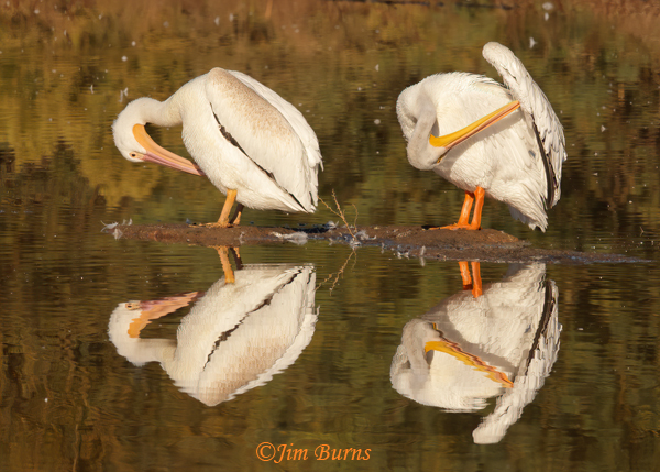 American White Pelican preening reflection--0176