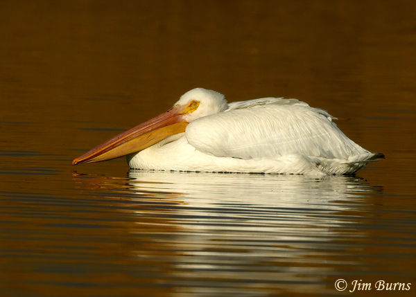 American White Pelican sleeping--1137