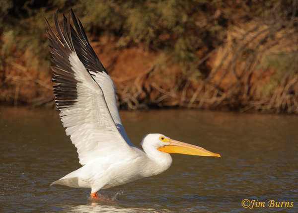 American White Pelican underwing--4621
