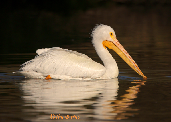 American White Pelican--5029