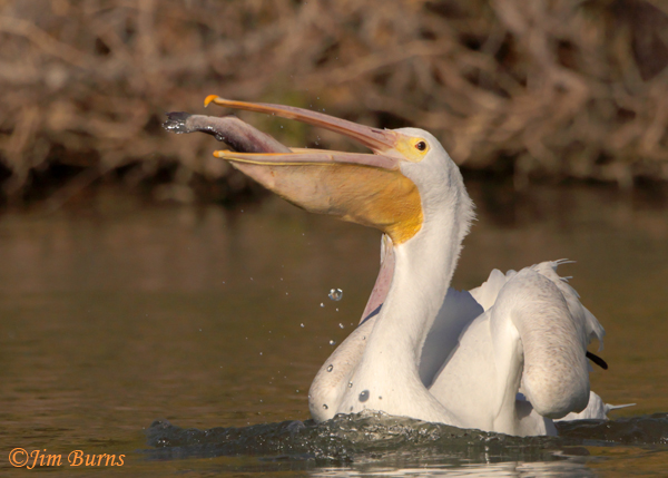 American White Pelican with catch--5048