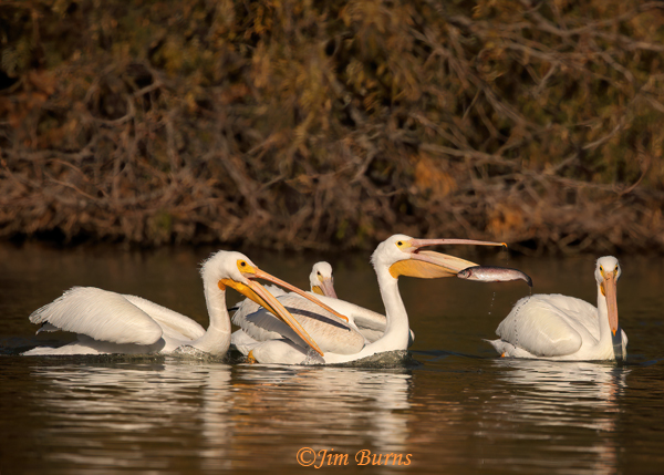 American White Pelicans scrumming for the catch--5054