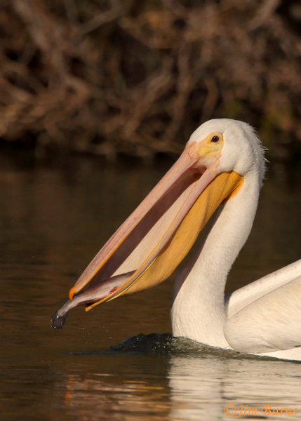 American White Pelican catch close-up--5061