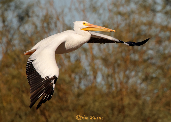 American White Pelican flying across background--8666