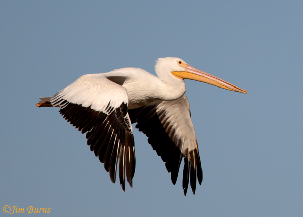 American White Pelican in flight downstroke--8670