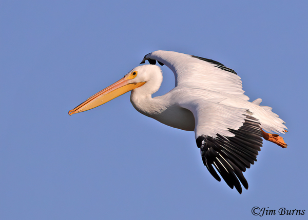 American White Pelican, dorsal wing detail--8948