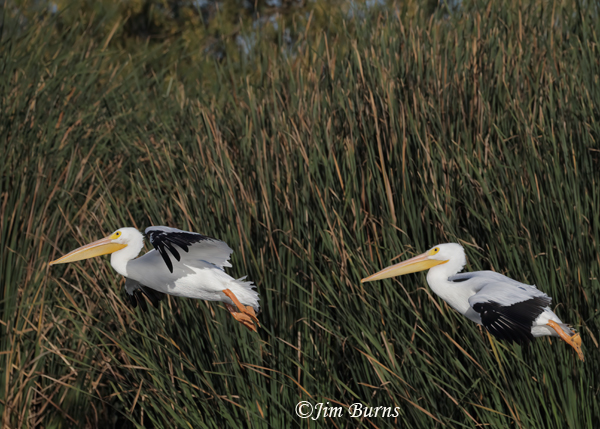 American White Pelican pair flying in front of reeds--8954