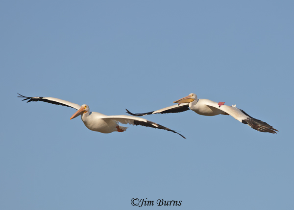 American White Pelicans, one wing-tagged--9641