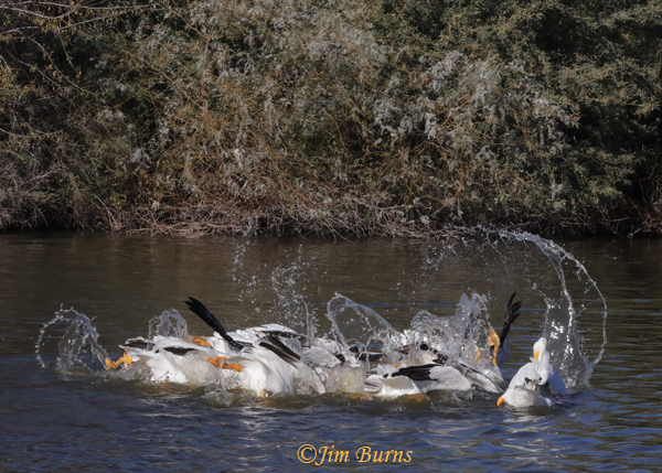 American White Pelican scrum on herded fish--9896