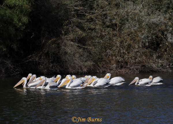 American White Pelican flock herding fish--9966