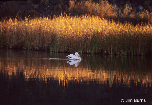 American White Pelican at sunrise