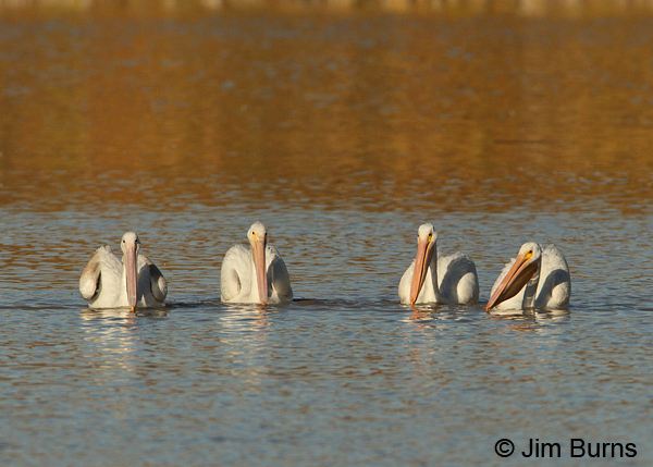 American White Pelican group herding fish