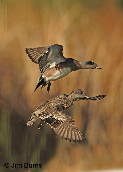 American Wigeon pair over marsh