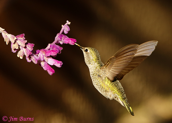 Anna's Hummingbird female at Salvia--6738