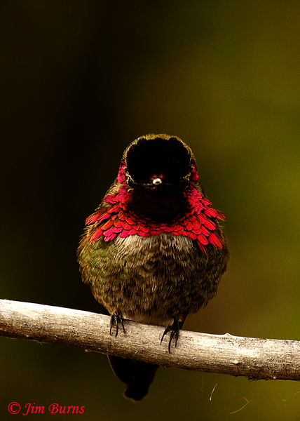Anna's Hummingbird male in sunshaft--8380