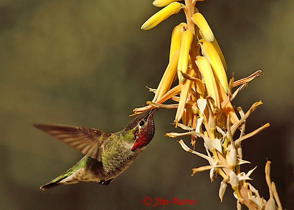 Anna's Hummingbird male at yellow Aloe--3065