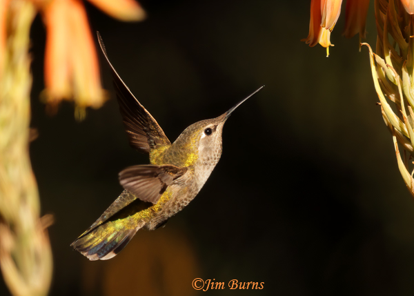 Anna's Hummingbird female at aloe--0228