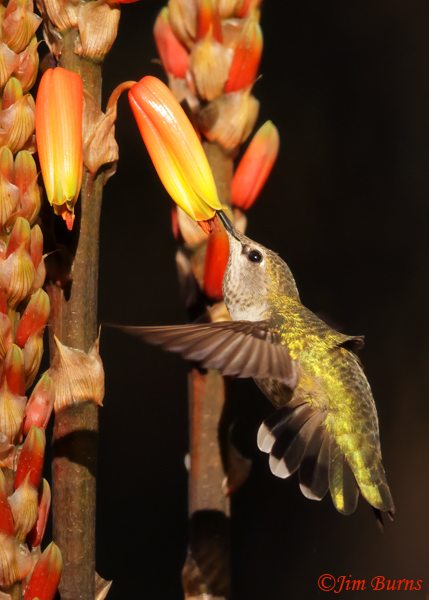 Anna's Hummingbird female at aloe--0275