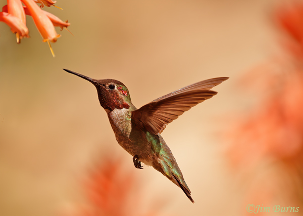 Anna's Hummingbird male sunrise--1360