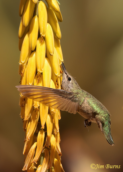 Anna's Hummingbird female at yellow Aloe--1458