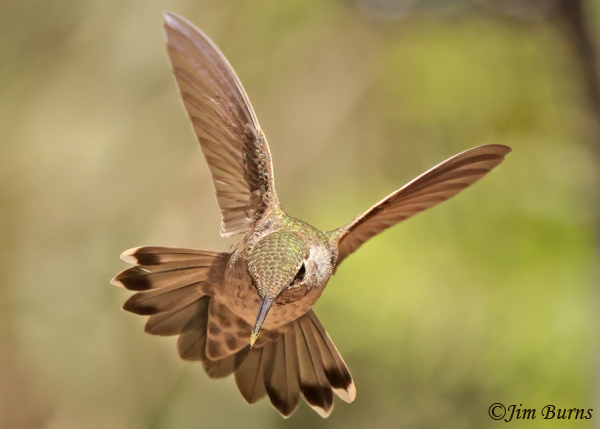 Anna's Hummingbird female incoming--8348