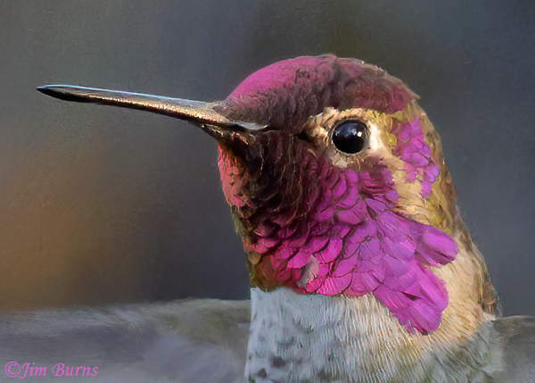 Anna's Hummingbird male close-up--8827
