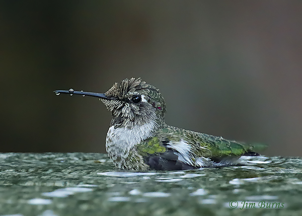 Anna's Hummingbird immature male bathing--0932