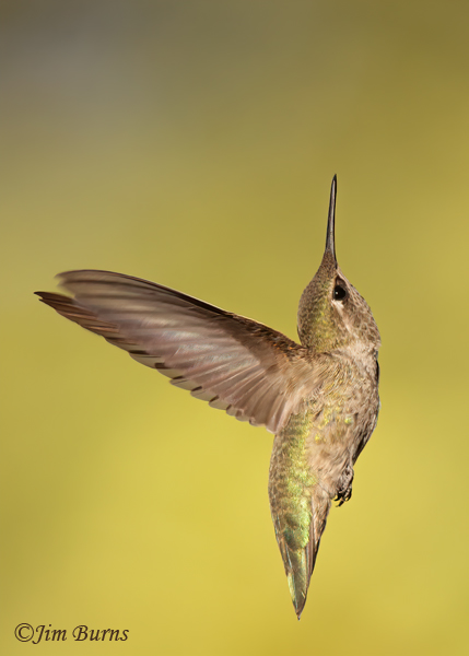 Anna's Hummingbird female vertical flight--3724