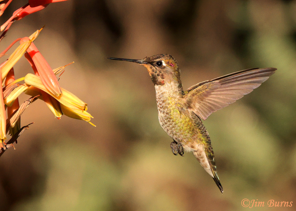 Anna's Hummingbird male at aloe with pollen on its throat--4713