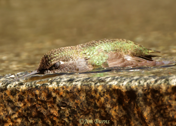 Anna's Hummingbird female bathing with nictitating membrane drawn shut--8378