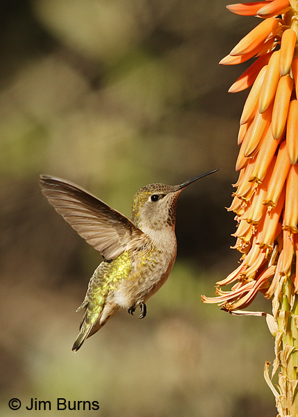 Anna's Hummingbird female at Aloe