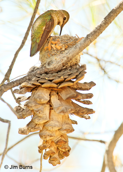 Anna's Hummingbird feeding young in pine cone nest